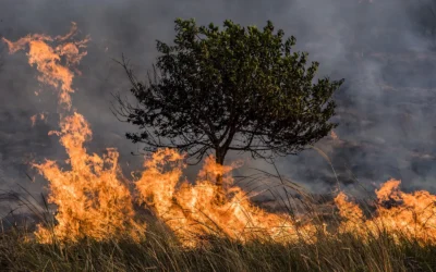 Incendios forestales y competencias administrativas 