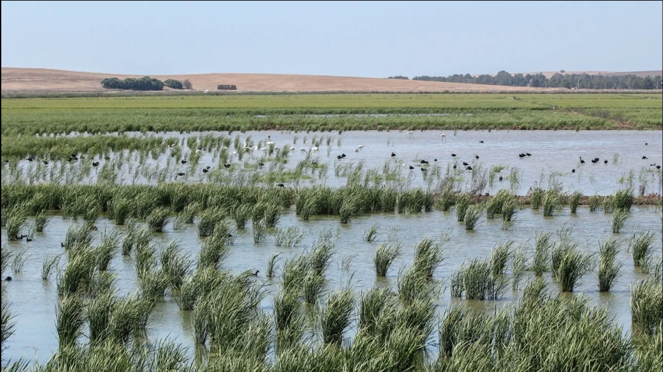 laguna de la janda